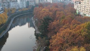 秋天枯黄树枝树叶植物森林城市秋天航拍